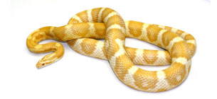 Corn Snake Calculator