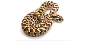 Western Hognose